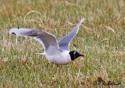 Larus pipixcan